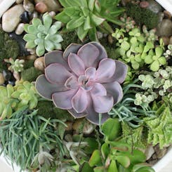 Succulent and Cacti Gardens 
