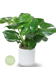 Deluxe Split Leaf Philodendron