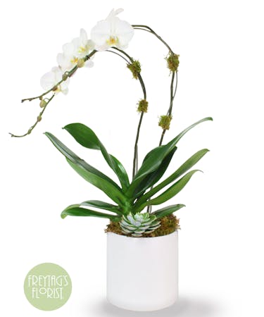 Double White Orchids & Succulent