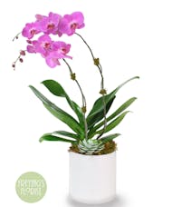 Double Purple Orchids & Succulent
