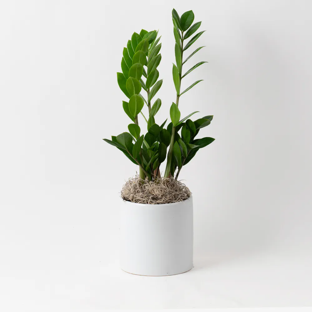 Freytag's Florist ZZ Plant - Thumbnail 2