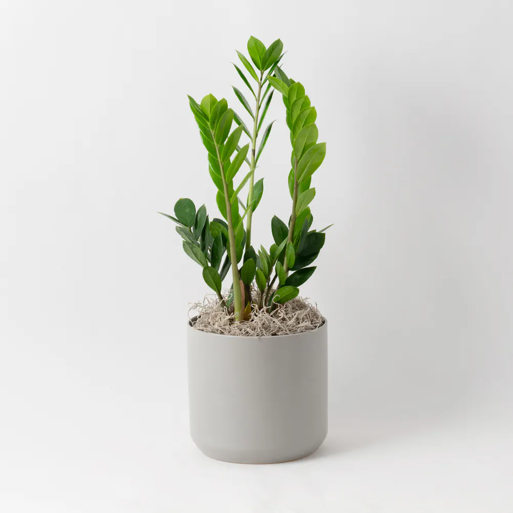 Freytag's Florist ZZ Plant