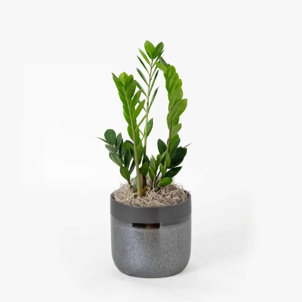 Freytag's Florist ZZ Plant - Thumbnail 5