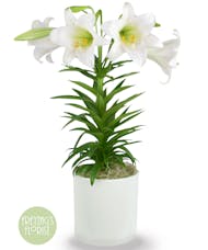 Easter Lily Premium