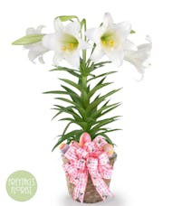 Easter Lily Deluxe