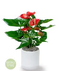 Deluxe Blooming Anthurium