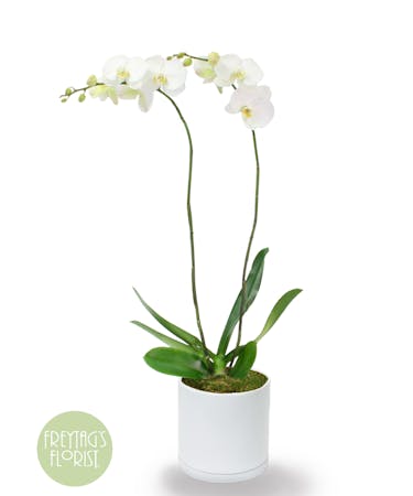 Large White Phalaenopsis