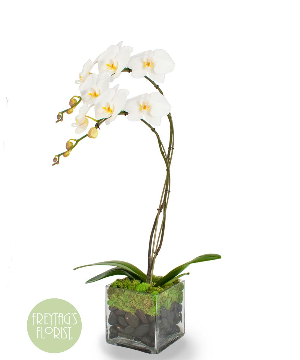Double Orchid Moss Garden Freytag S Florist Austin Tx
