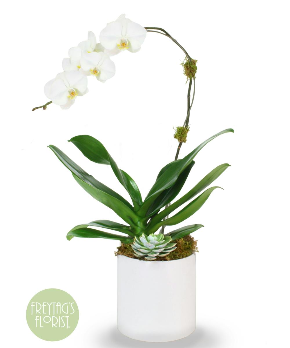 Austin Tx Flower Delivery White Orchid Succulent Freytag S Florist