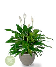 Deluxe Spathiphyllum Plant