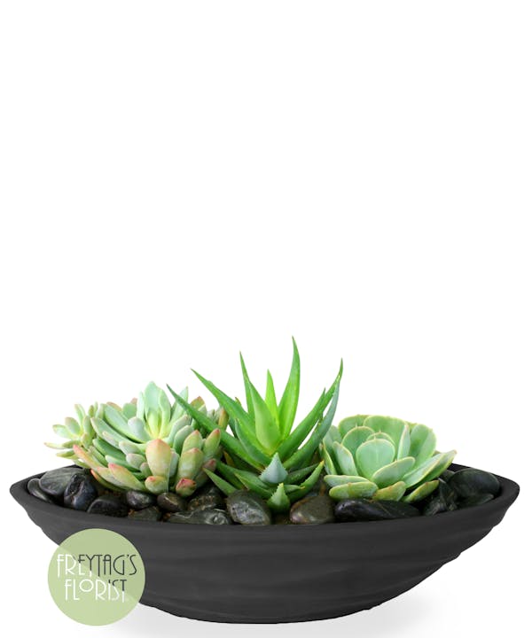 Selective Succulent- Freytag's Florist
