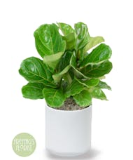 Deluxe Fiddle-Leaf Fig