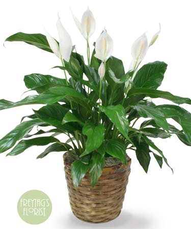 Austin Tx Flower Delivery Large Spathiphyllum Plant Freytag S Florist Austin Tx Flower Delivery Large Spathiphyllum Plant Freytag S Florist