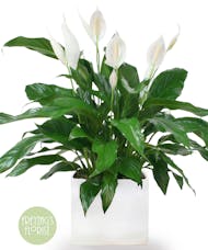 Luxury Large Spathiphyllum Plant