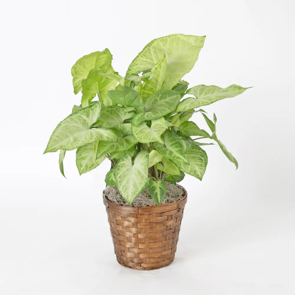 Freytag's Florist Nephthytis - Thumbnail 2