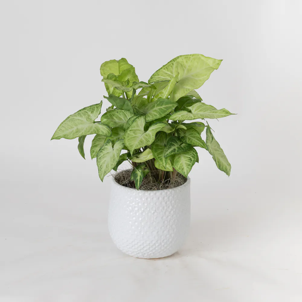 Freytag's Florist Nephthytis - Thumbnail 3