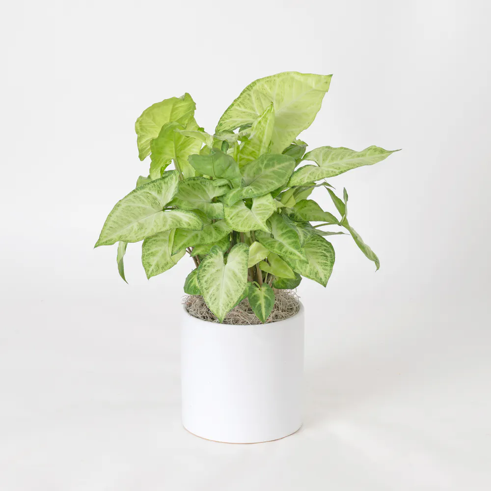 Freytag's Florist Nephthytis