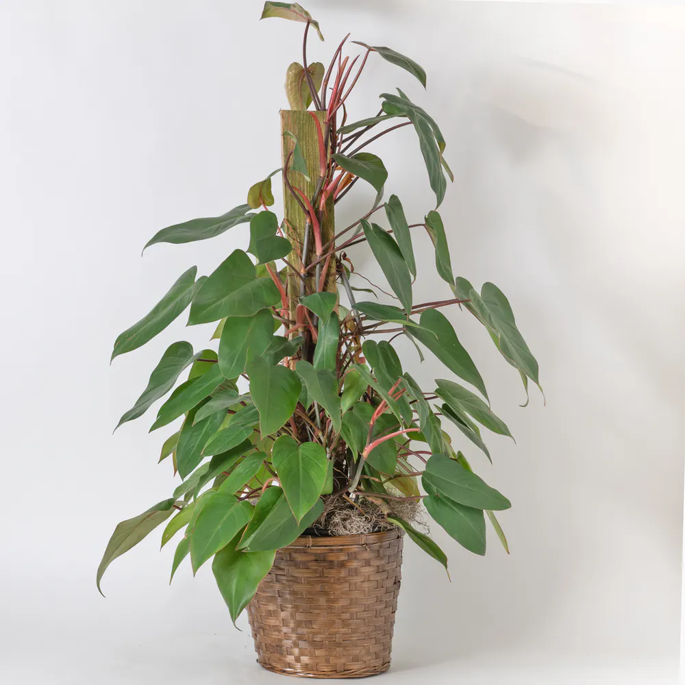 Freytag's Florist Philodendron