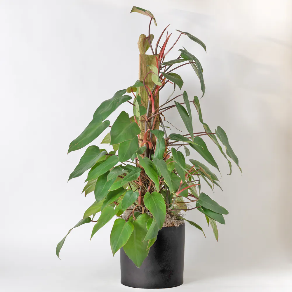 Freytag's Florist Philodendron - Thumbnail 3