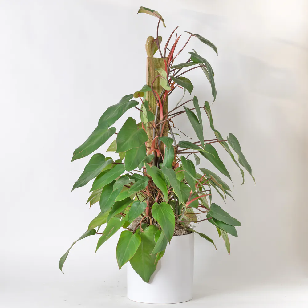 Freytag's Florist Philodendron - Thumbnail 2