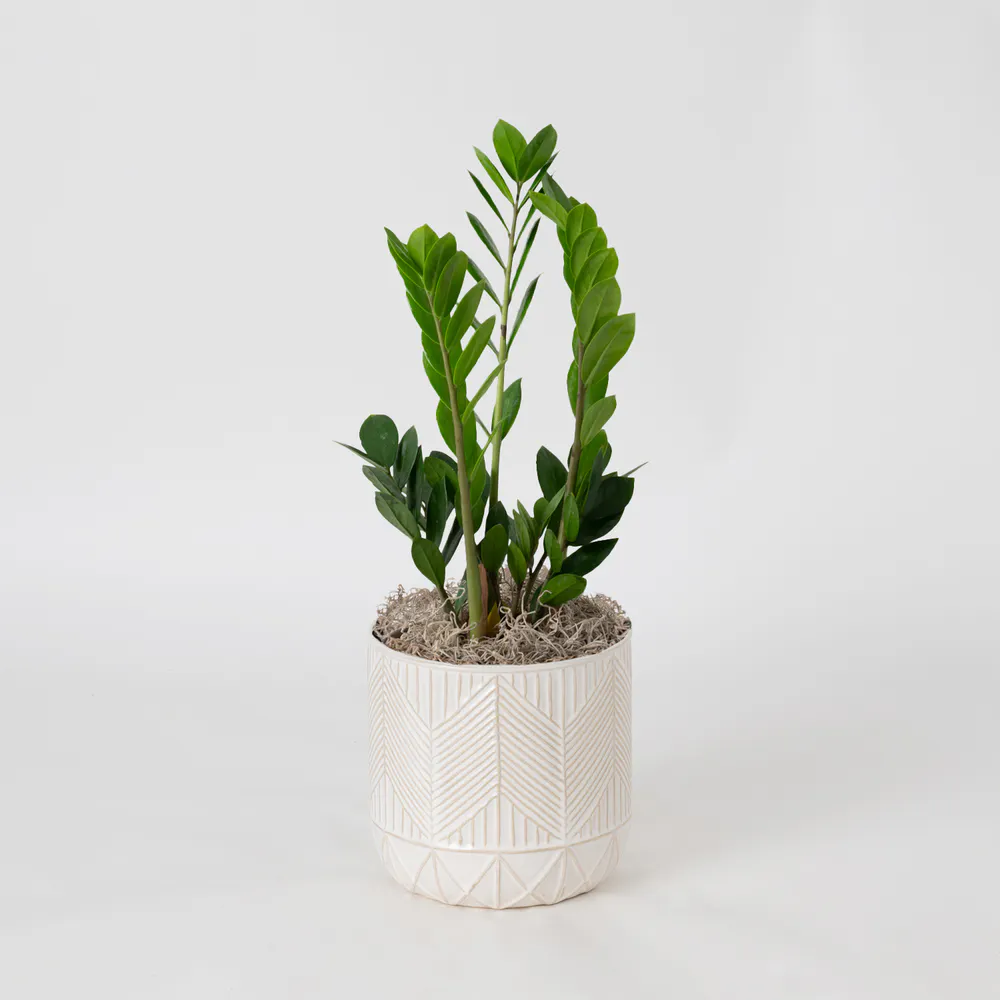 Freytag's Florist ZZ Plant - Thumbnail 3