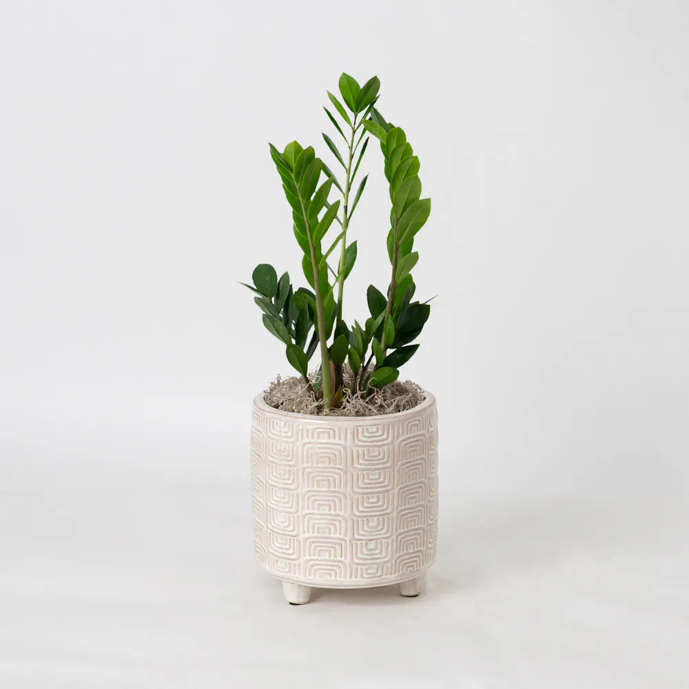 Freytag's Florist ZZ Plant