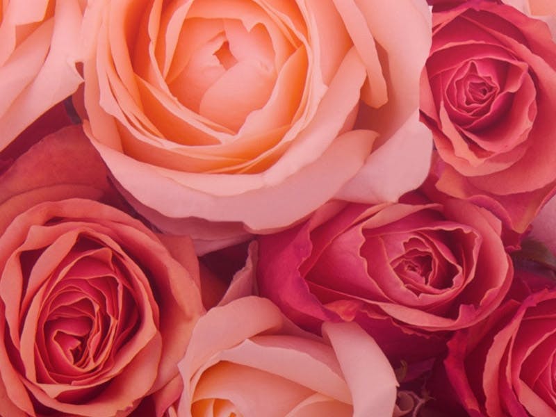 Round Rock Texas Flowers Flower Delivery Freytag's